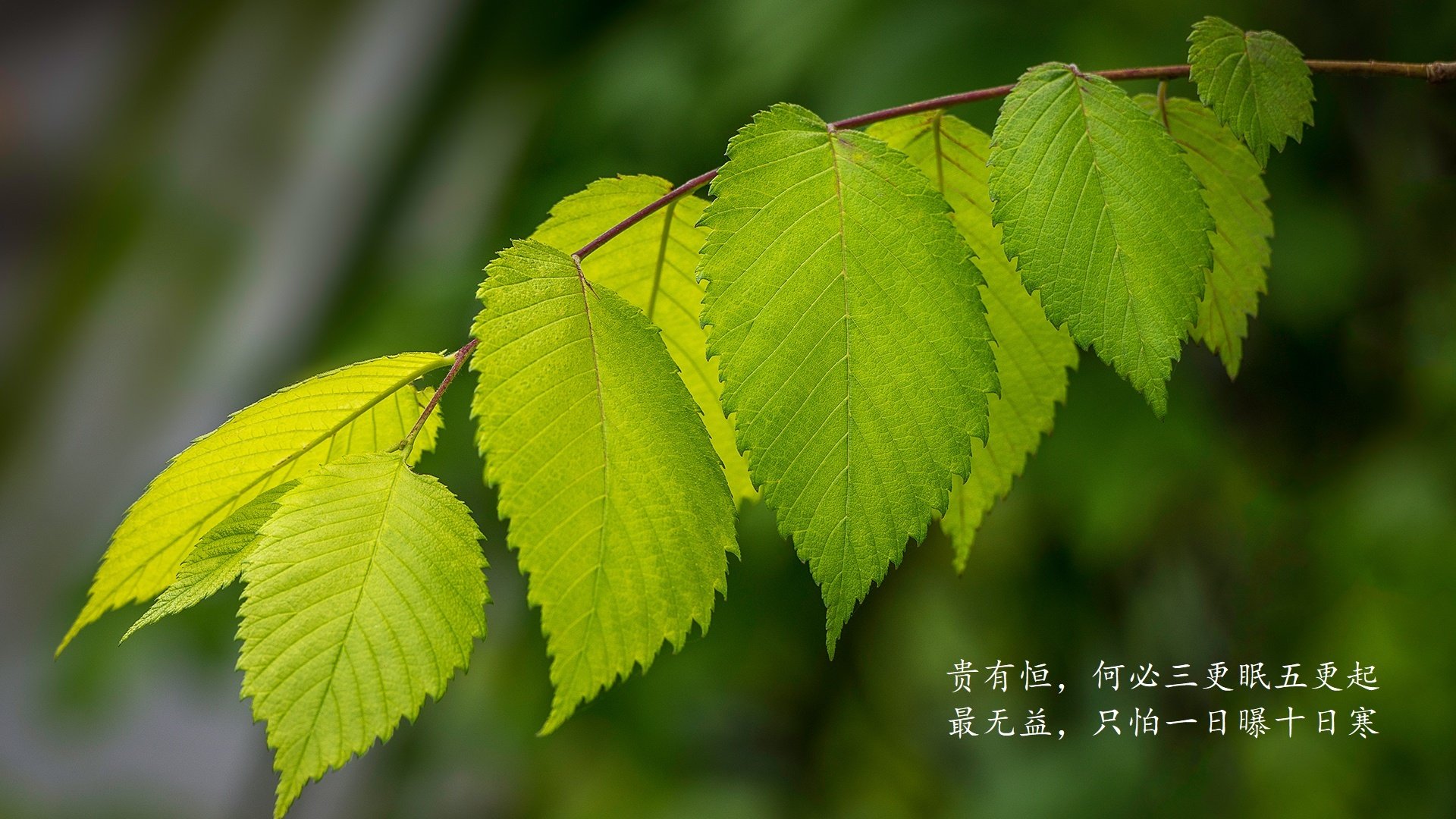 热刺客场负于西汉姆，争四形势严峻，热刺3-3被西汉姆联追平