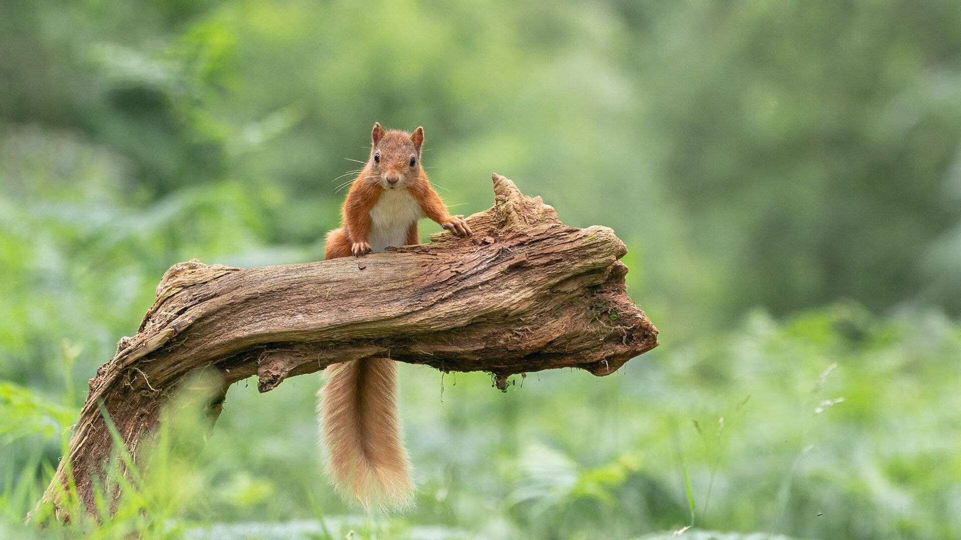 世俱杯直通-骑士赛后发布战术分析图解引发战术爱好者讨论，骑士 队